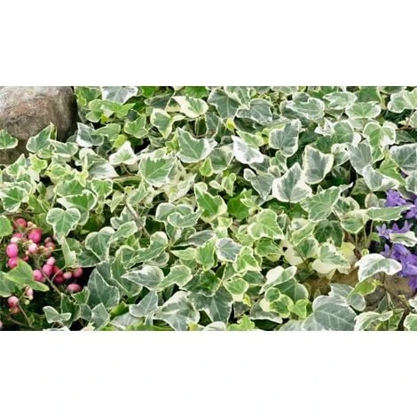 Edera Variegata "Hedera Helix White Wonder" Pianta In Vaso H. 60/80 Cm Con Canna - immagine 4