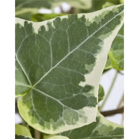Edera Variegata "Hedera Helix White Wonder" Pianta In Vaso H. 60/80 Cm Con Canna - immagine 5