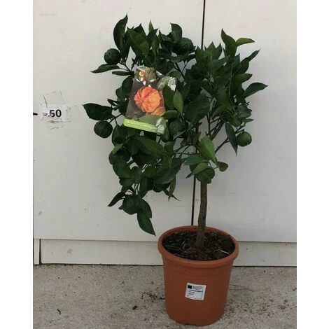 PIANTA DI ARANCIO CORRUGATO V.17 ALTEZZA 50/60 CM (foto Reale)