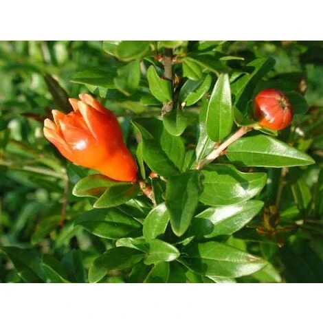 Melograno Da Frutto "Punica Granatum Wonderful" Pianta In Vaso H. 50/70 Cm - immagine 2