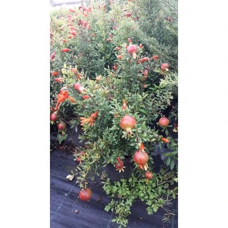Melograno Da Frutto "Punica Granatum Wonderful" Pianta In Vaso H. 50/70 Cm - immagine 3