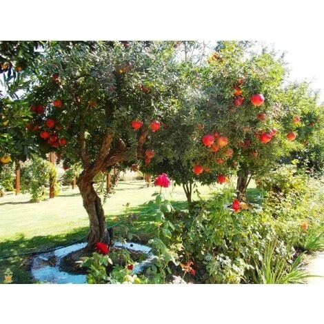 Melograno Da Frutto "Punica Granatum Wonderful" Pianta In Vaso H. 50/70 Cm - immagine 4