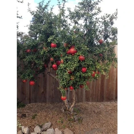 Melograno Da Frutto "Punica Granatum Wonderful" Pianta In Vaso H. 50/70 Cm - immagine 5