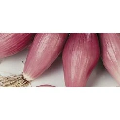 Cipolla Rossa Fiascona