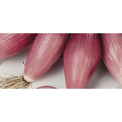 Cipolla Rossa Fiascona