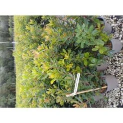 Corbezzolo "Arbutus Unedo" Pianta In Vaso 18 Cm