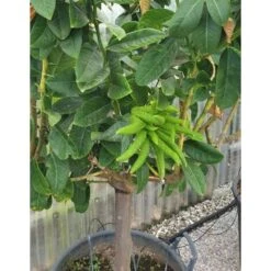 Limone "Mano Di Buddha" Cedro Agrumi Di Sicilia Esemplare Unico Pianta In Mastello 50 Cm FOTO REALI