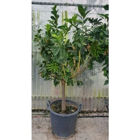 Limone "Mano Di Buddha" Cedro Agrumi Di Sicilia Esemplare Unico Pianta In Mastello 50 Cm FOTO REALI - immagine 2