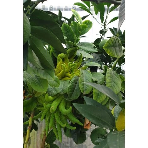 Limone "Mano Di Buddha" Cedro Agrumi Di Sicilia Esemplare Unico Pianta In Mastello 50 Cm FOTO REALI - immagine 3