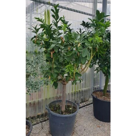 Limone "Mano Di Buddha" Cedro Agrumi Di Sicilia Esemplare Unico Pianta In Mastello 50 Cm FOTO REALI - immagine 4