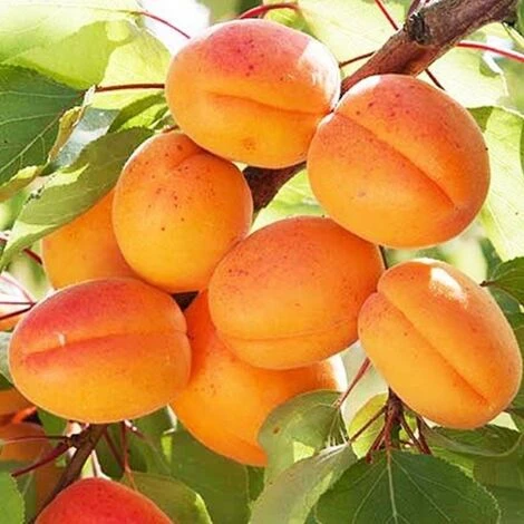 Albicocco ANTONIO ERRANI - immagine 2