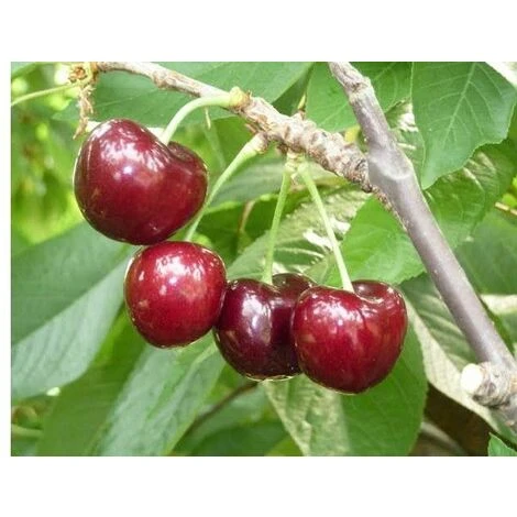 Ciliegio FERROVIA - immagine 2