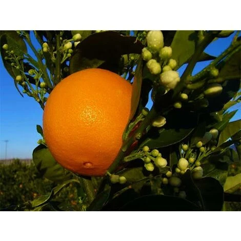 Agrume ARANCIO NOVELLINO O SANGUINELLO