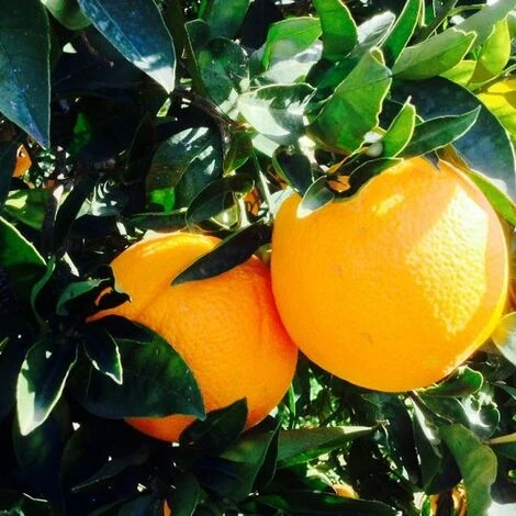 Agrume ARANCIO WASHINGTON