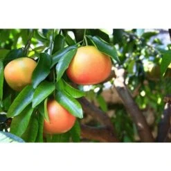 Agrume POMPELMO BIANCO O ROSA