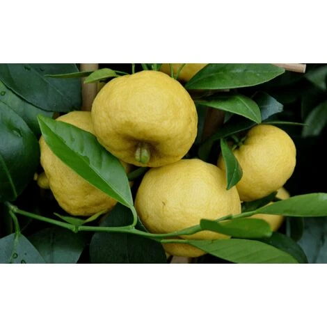 Agrume LIMETTA - immagine 2