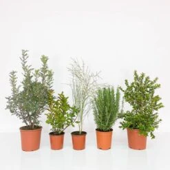 BOX MACCHIA MEDITERRANEA