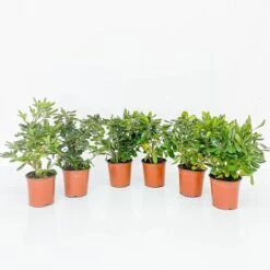 BOX SIEPE PITTOSPORO TOBIRA