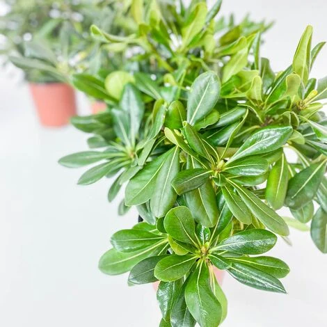 BOX SIEPE PITTOSPORO TOBIRA - immagine 2