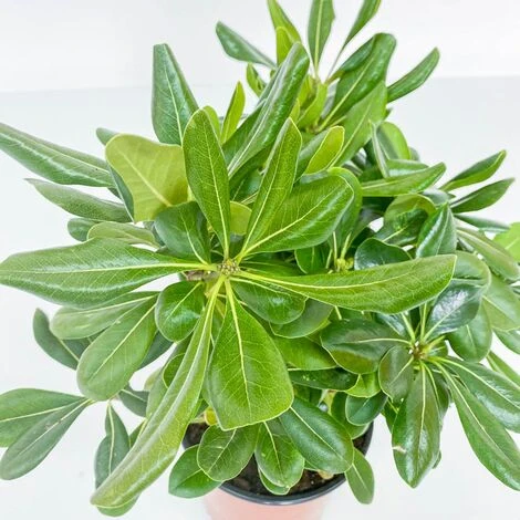 BOX SIEPE PITTOSPORO TOBIRA - immagine 3