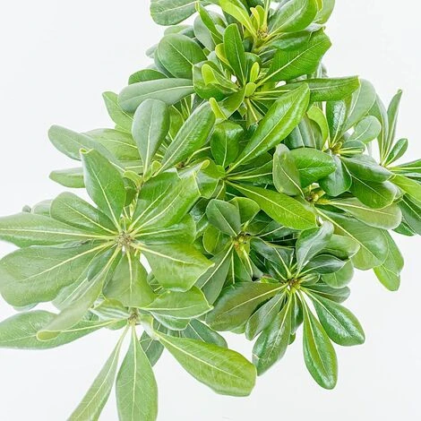 BOX SIEPE PITTOSPORO TOBIRA - immagine 4