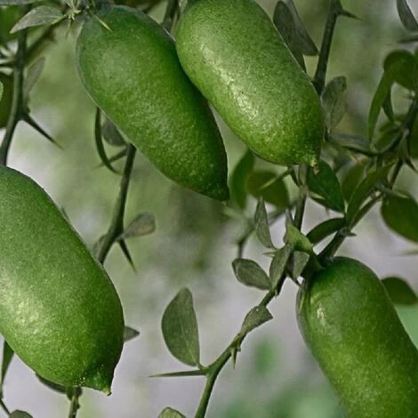 Pianta Albero Di LIMONE CAVIALE ROSSO Finger Lime Vaso 20 H 60/80 Cm FOTO REALE - immagine 3