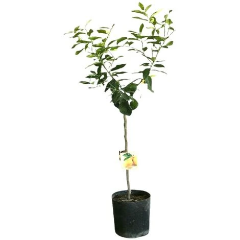 PIANTA Albero LIMONE LUNARIO 4 STAGIONI VASO18CM Agrumi Sicilia H130cm FOTO REAL - immagine 3