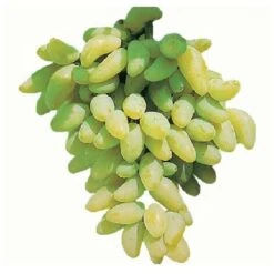 Pianta DI VITE Uva Vigna Da Tavola PIZZUTELLO BIANCO Allungato IN VASO 16 FOTO REALE