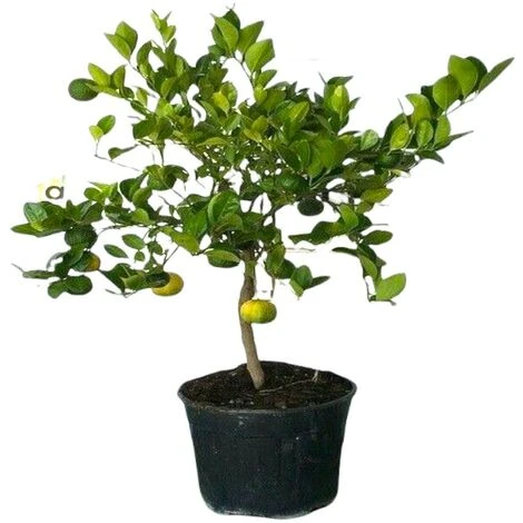 PIANTA Albero LIMETTA DOLCE DI ROMA LIMONE MANDARINO IN VASO 20 CM Agrumi Di Sicilia H100cm FOTO REALE - immagine 3