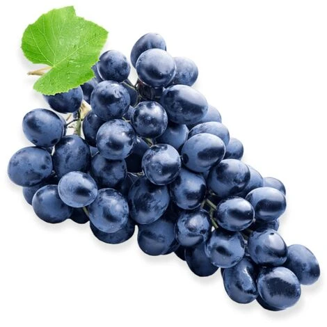 Pianta DI VITE Uva Vigna Da Tavola FRAGOLA NERA IN VASO 16 FOTO REALE AMDGarden