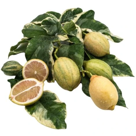 PIANTA Albero LIMONE VARIEGATO VASO20CM Agrumi Di Sicilia H50cm FOTO REALE