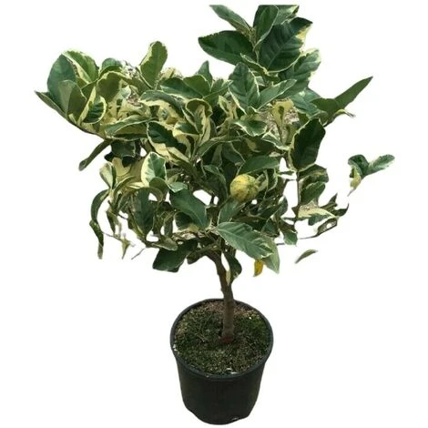 PIANTA Albero LIMONE VARIEGATO VASO20CM Agrumi Di Sicilia H50cm FOTO REALE - immagine 3