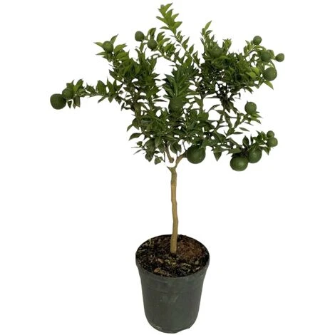 PIANTA Albero DI CHINOTTO VASO 24 CM Agrumi Di Sicilia H 100 Cm FOTO REALE - immagine 3