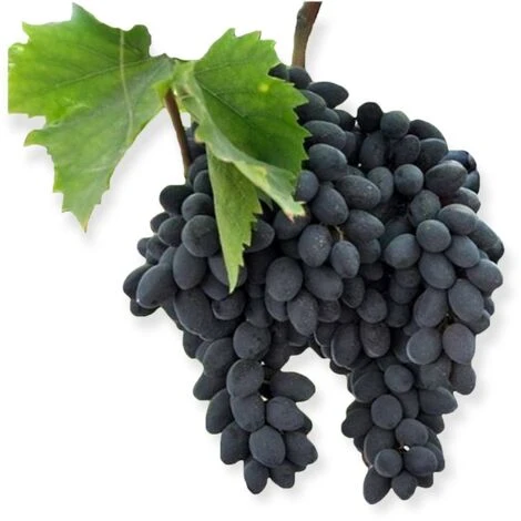 Pianta DI VITE Uva Vigna Da Tavola PIZZUTELLO NERA Allungato IN VASO 16 FOTO REALE