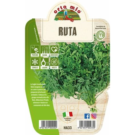 Ruta Aromatica - 1 Pianta V.14 - Orto Mio