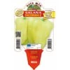 Peperone Digeribile Citrino Salana Laguna F1 - 1 Pianta V.10 Cm - Orto Mio