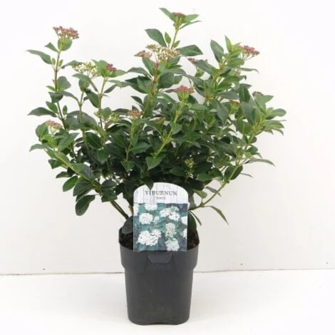 Viburno Tino "Viburnum Tinus" 3 Piante Da Siepe In Vaso Biodegradabile H. 30/40 Cm