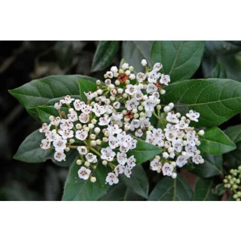 Viburno Tino "Viburnum Tinus" 3 Piante Da Siepe In Vaso Biodegradabile H. 30/40 Cm - immagine 3