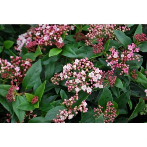 Viburno Tino "Viburnum Tinus" 3 Piante Da Siepe In Vaso Biodegradabile H. 30/40 Cm - immagine 4