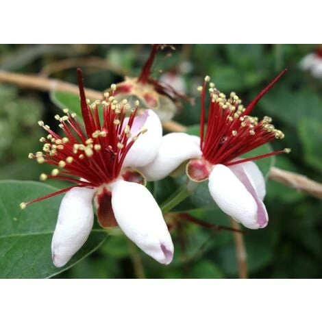 Feijoa "Acca Sellowiana" Guayabo Del Brasile Pianta In Vaso Biodegradabile