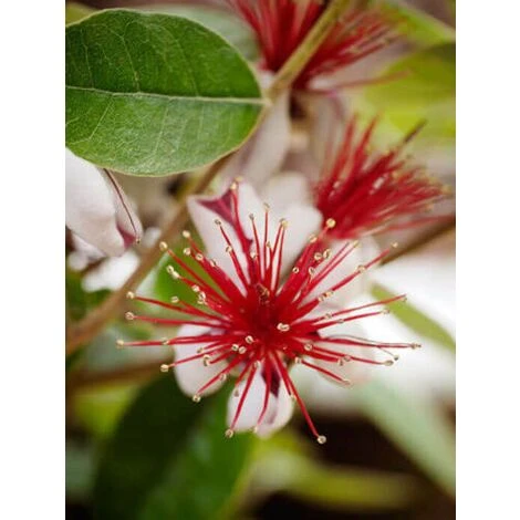 Feijoa "Acca Sellowiana" Guayabo Del Brasile Pianta In Vaso Biodegradabile - immagine 3