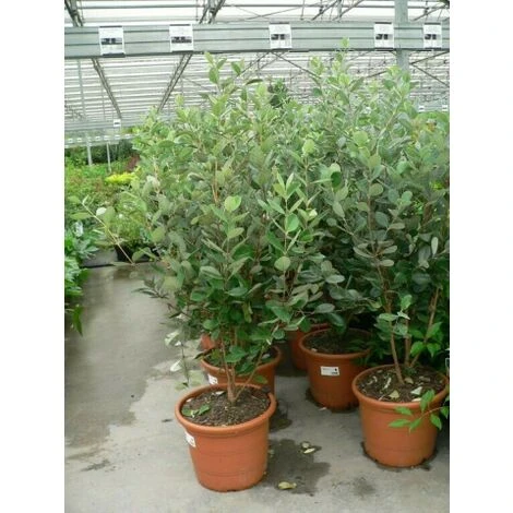 Feijoa "Acca Sellowiana" Guayabo Del Brasile Pianta In Vaso Biodegradabile - immagine 5