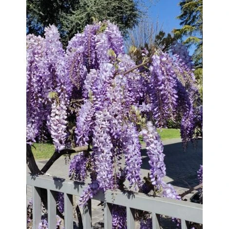 Glicine "Wisteria" Pianta Rampicante In Vaso 20 Cm H. 170/200 Cm Con Canna - immagine 4