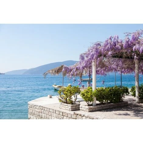 Glicine "Wisteria" Pianta Rampicante In Vaso 20 Cm H. 170/200 Cm Con Canna - immagine 5