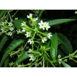 Pianta Di Cestrum Nocturnum O Gelsomino Notturno Vaso 24cm Foto Reali