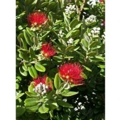 20 Pz Piante Metrosideros Excelsa In Vaso 7cm - Piante Da Ricoltivare