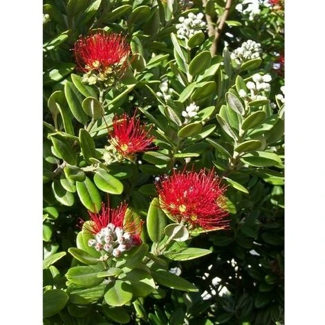 20 Pz Piante Metrosideros Excelsa In Vaso 7cm - Piante Da Ricoltivare