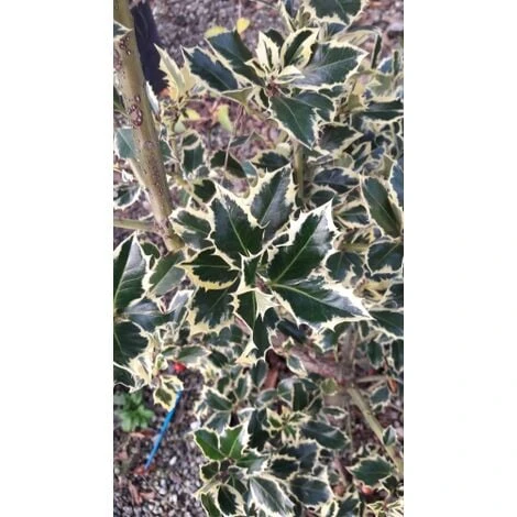 Agrifoglio Variegato "Ilex Aquifolium Argentea Marginata" Pungitopo Pianta In Vaso Biodegradabile - immagine 3