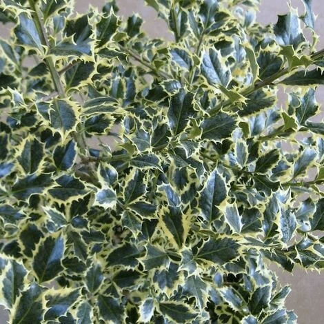 Agrifoglio Variegato "Ilex Aquifolium Argentea Marginata" Pungitopo Pianta In Vaso Biodegradabile - immagine 4