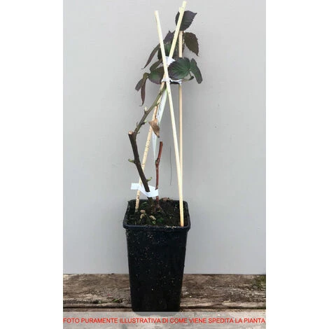 1 PIANTA DI MORA SENZA SPINE DIRKESEN MATURAZIONE PRECOCE - immagine 2